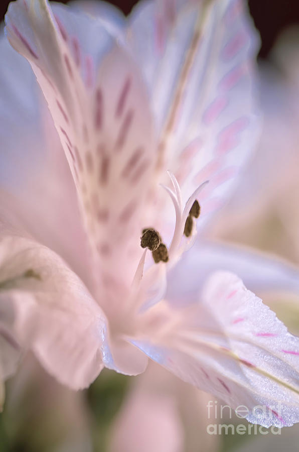 Flower Photograph - Delicate Peruvian Lily by Julie Palencia