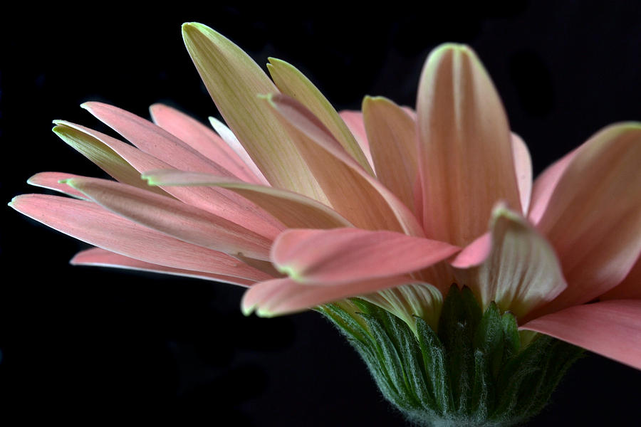 Delicate Petals. Photograph by Terence Davis