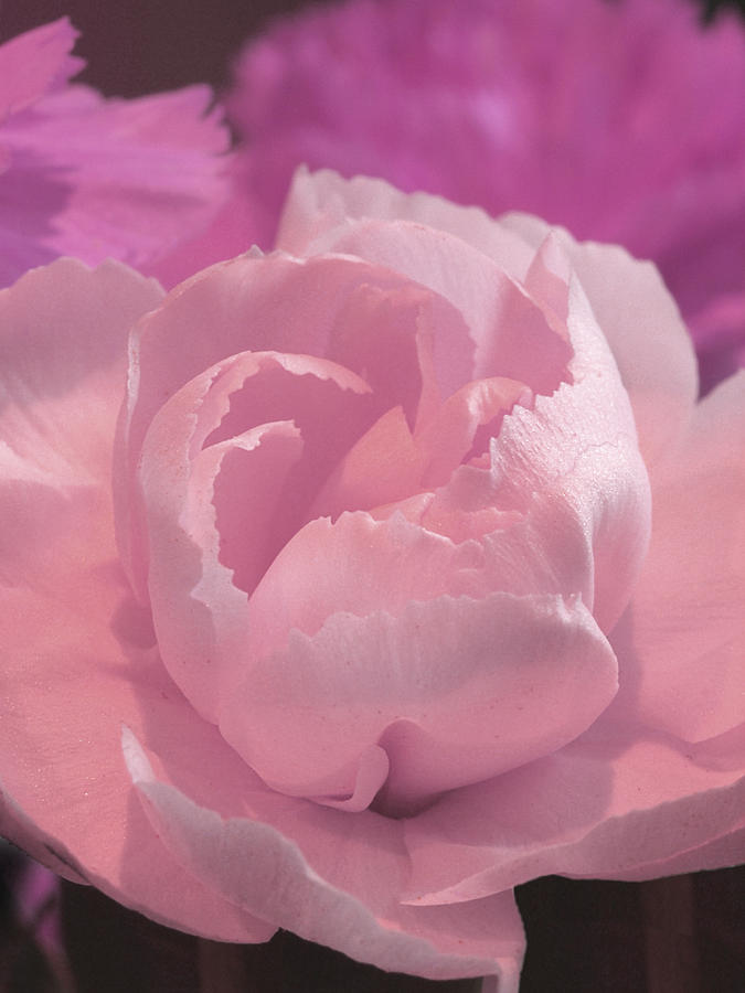 Delicate Pink Carnations Photograph by Gill Billington