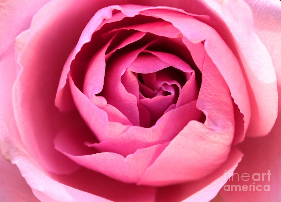 Delicate Pink Floral Rose Abstract Photograph by Judy Palkimas