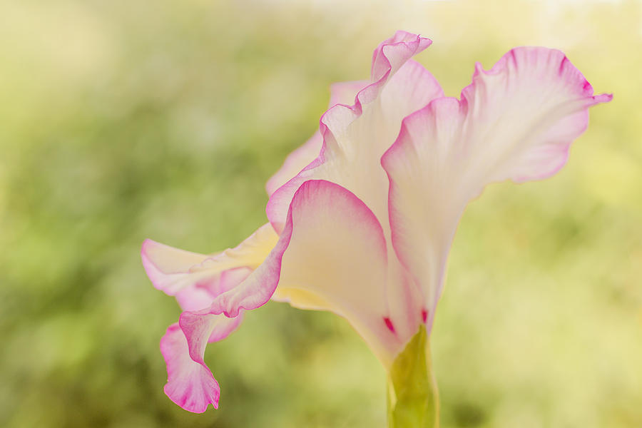 Delicate pink Gladiolus  Photograph by Marina Kojukhova