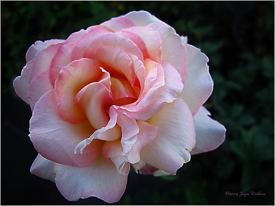 Delicate Pink Photograph by Joyce Dickens