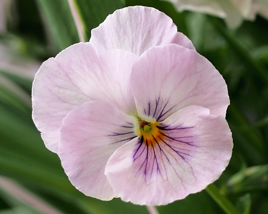 Pansy Photograph - Delicate Pink Pansy by Rona Black