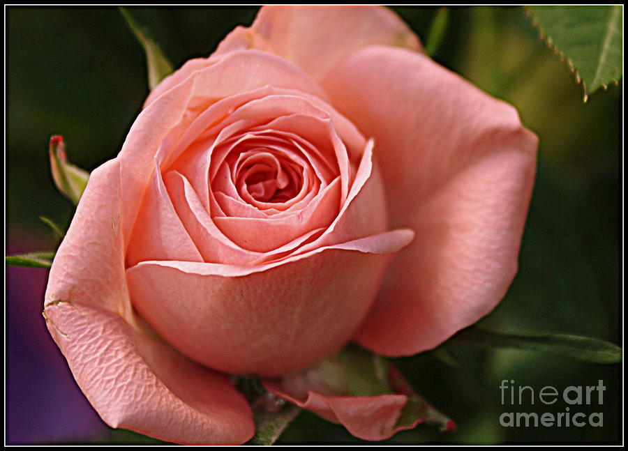 Delicate Pink Rose Photograph by Dora Sofia Caputo