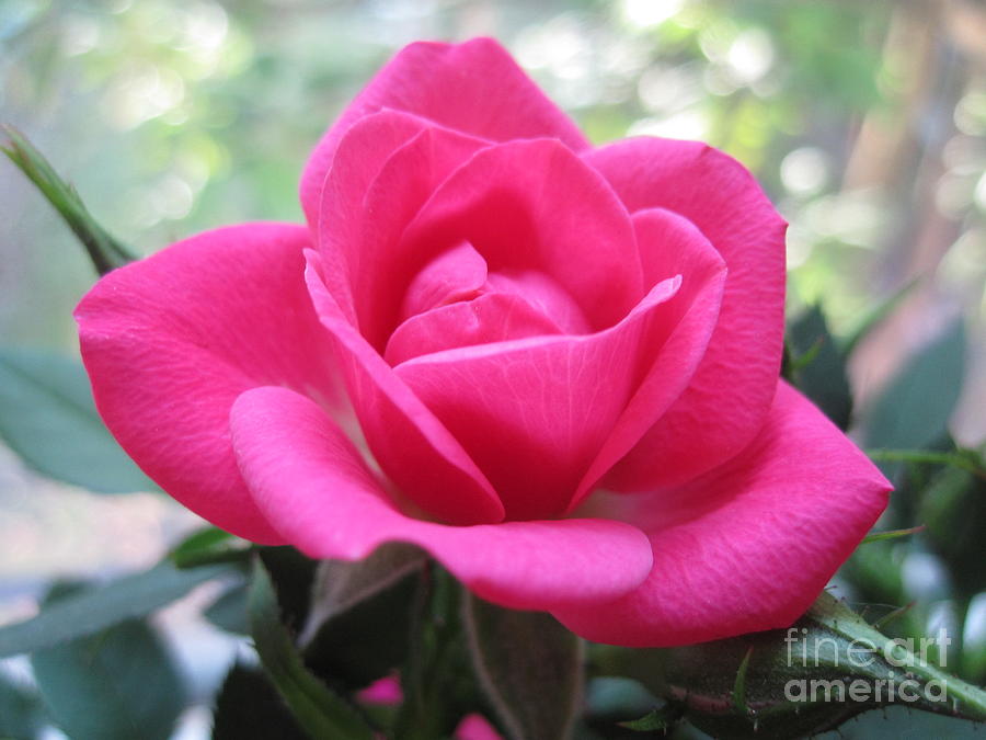 Delicate Pink Rose Photograph by Tara  Shalton