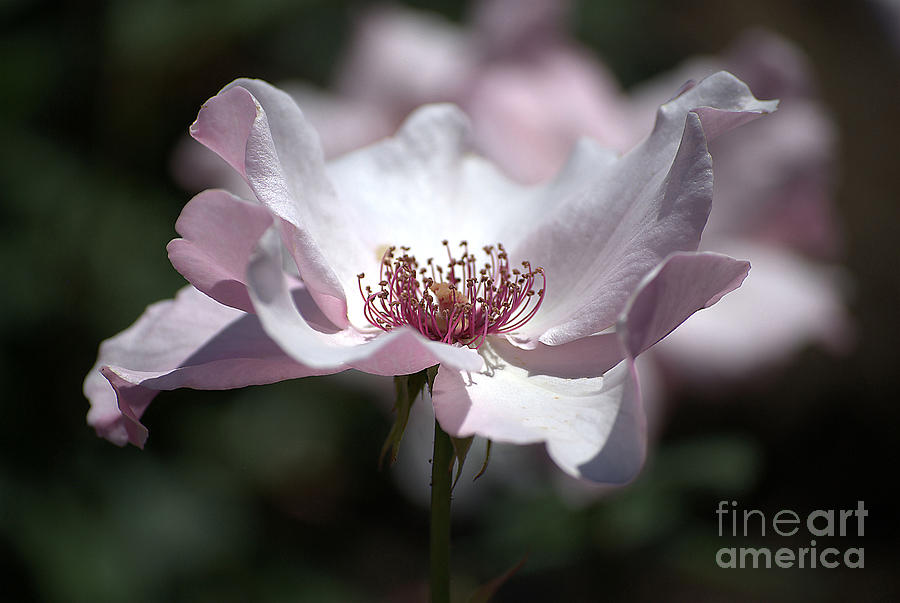 Nature Photograph - Delicate Pink by Sharon Elliott
