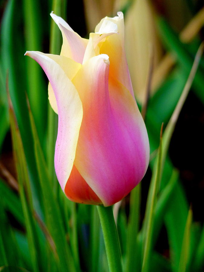 Delicate Pink Tulip Photograph by Jeff Lowe