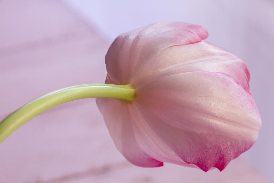 Delicate Pink Tulip Photograph by Teri Virbickis