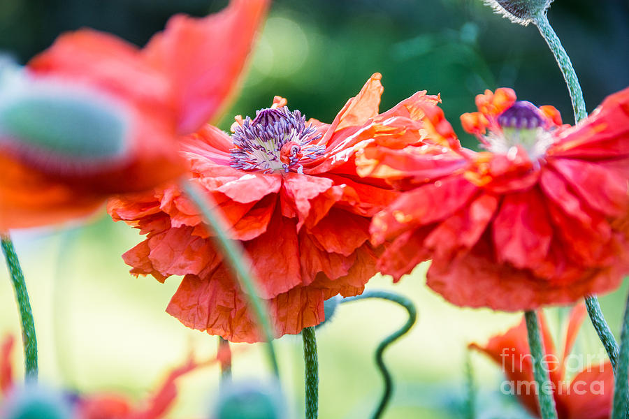 Delicate Poppies Photograph by Cheryl Baxter