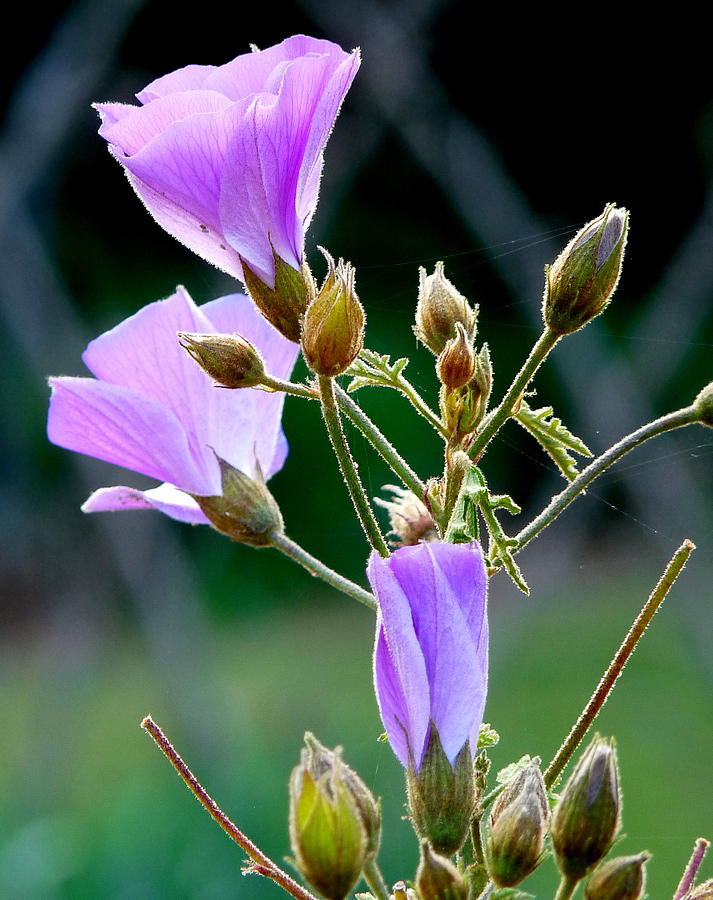 Delicate Purple Blossoms Photograph by Jeff Lowe
