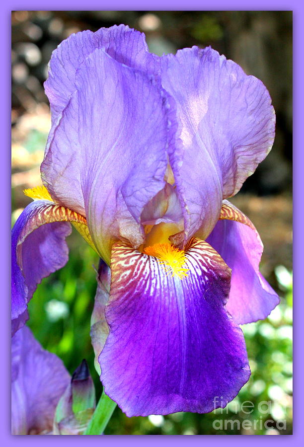 Delicate Purple Iris Photograph by Carol Groenen