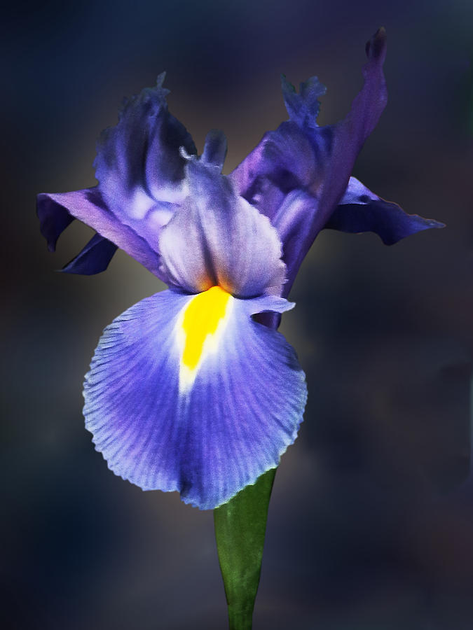 Delicate Purple Iris Photograph by Susan Savad