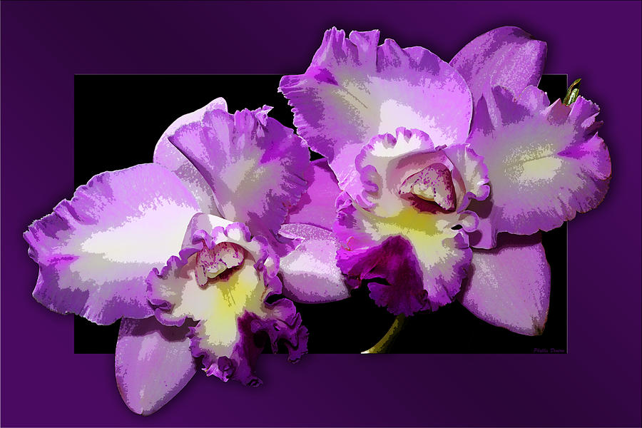 Delicate Purple Orchids Photograph by Phyllis Denton