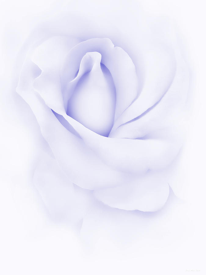 Nature Photograph - Delicate Purple Rose Flower by Jennie Marie Schell