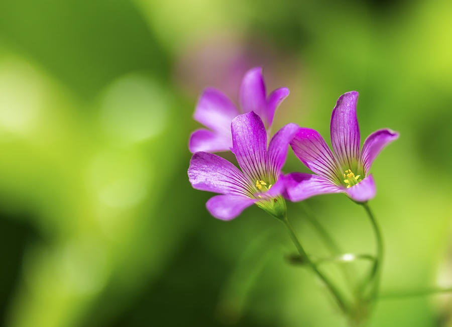 Delicate Purple Wildflowers Photograph by Leigh Anne Meeks