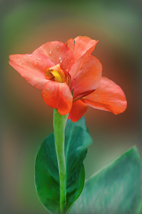 Nature Photograph - Delicate Red-Orange Canna Blossom by Linda Phelps