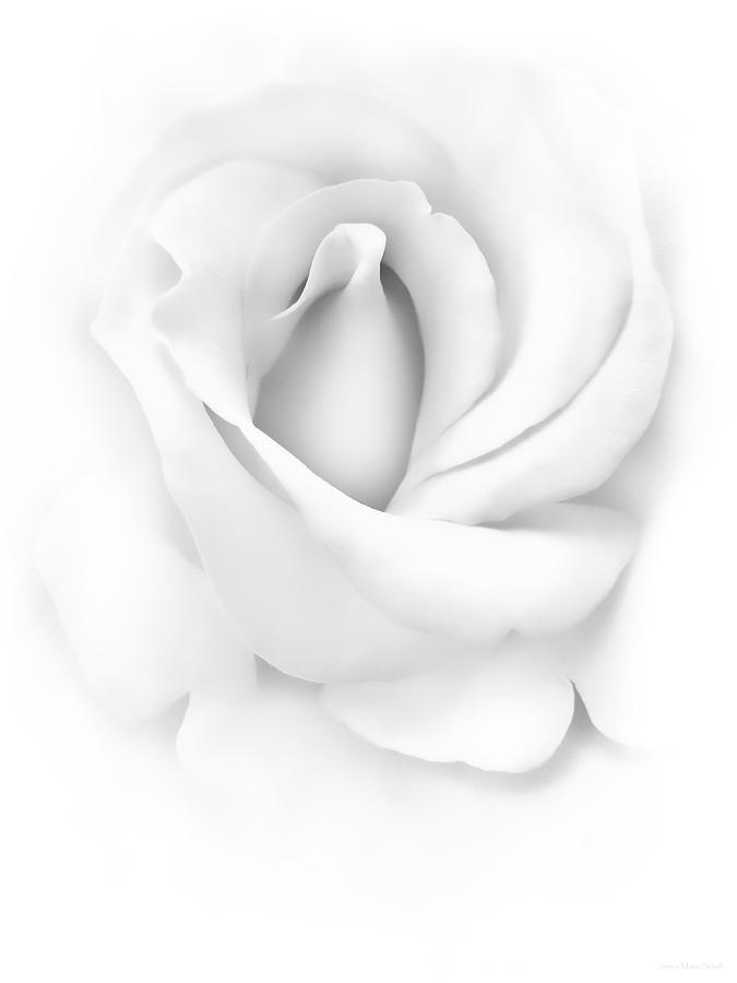 Delicate Rose Flower Monochrome Photograph by Jennie Marie Schell