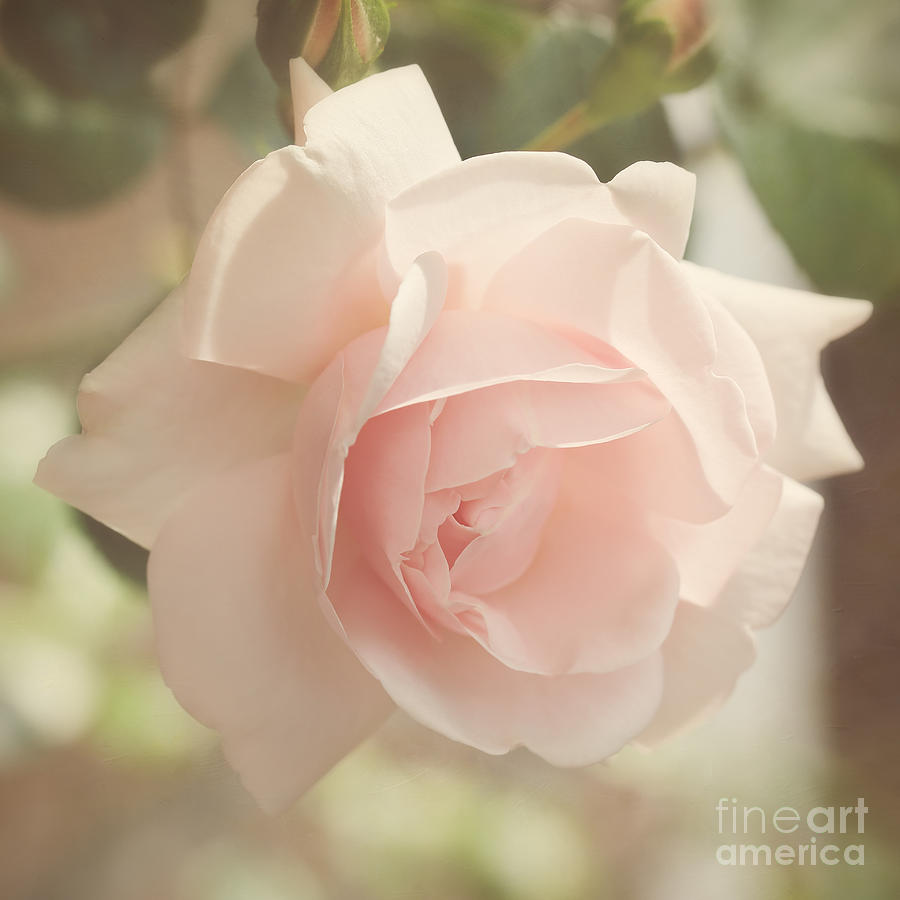 Rose Photograph - Delicate rose by LHJB Photography