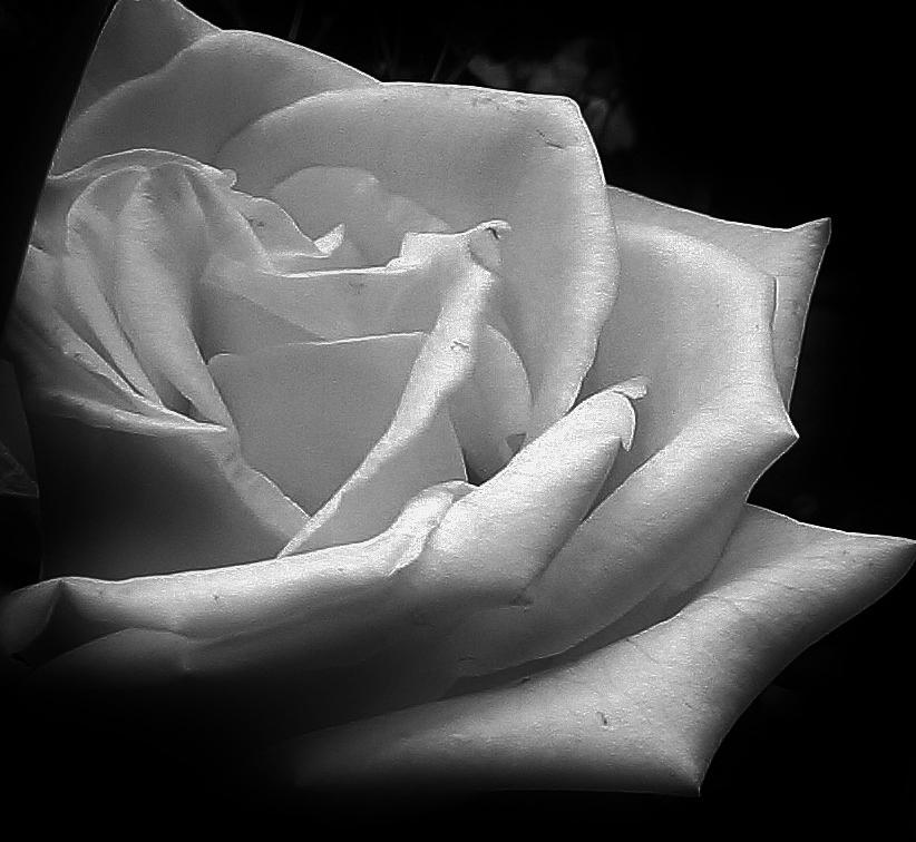 Delicate Rose in Black and White Photograph by Bruce Bley