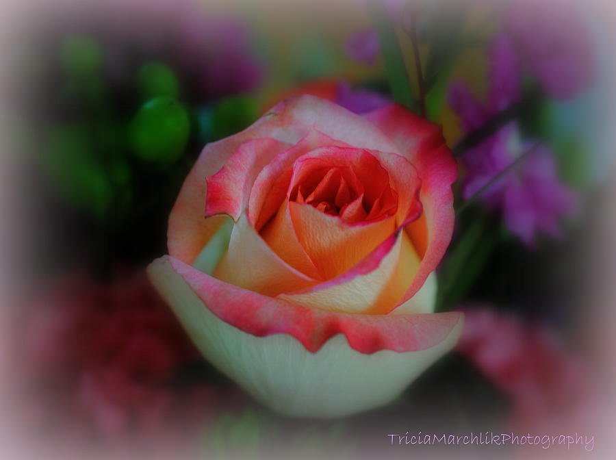 Delicate Rose Photograph by Tricia Marchlik