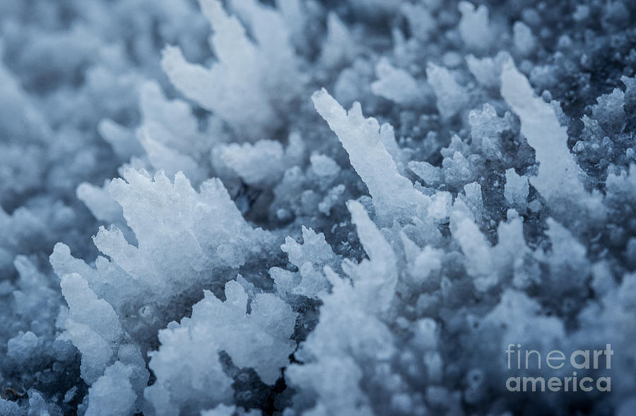 Delicate Salt Photograph by Joan Wallner
