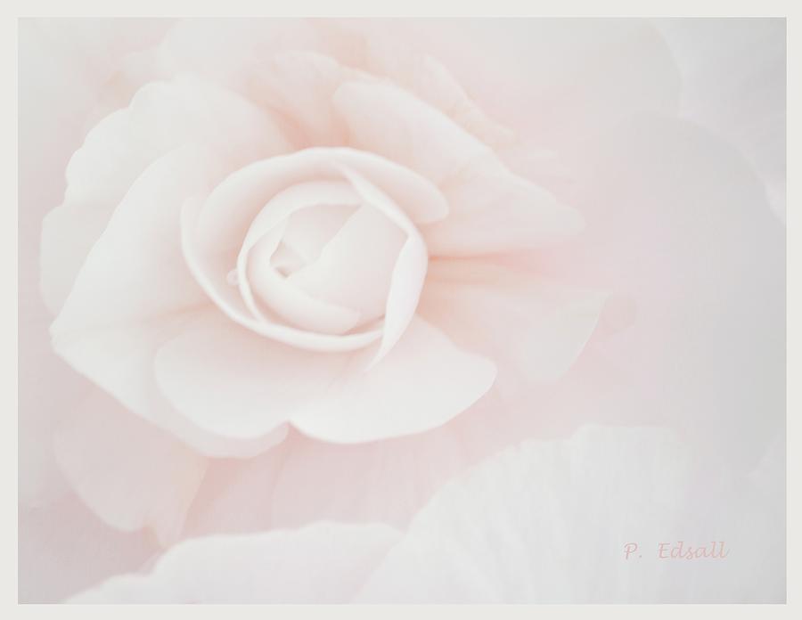 Flower Photograph - Delicate Shade of Pale by Pat Edsall
