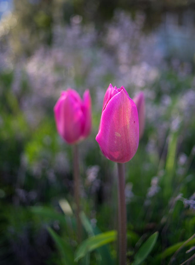 Delicate Shade of Pink Photograph by Mike Reid