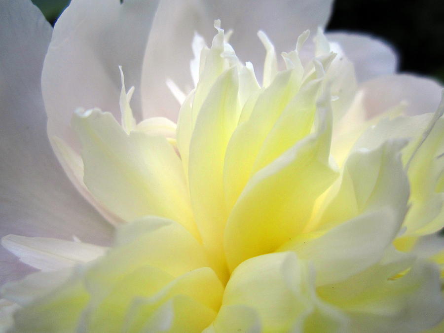 Delicate Side Yard  Peony  Photograph by Cynthia  Clark