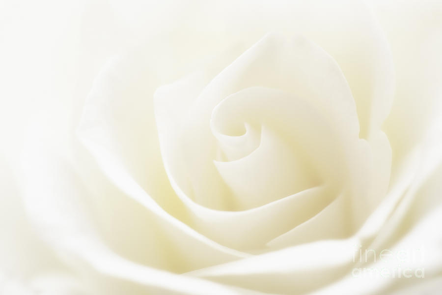 Delicate Soft White Rose Photograph