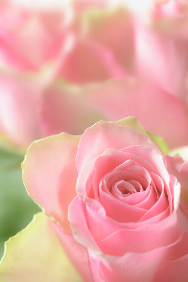Delicate Soft Pink Rose With More Roses Photograph by Ekspansio