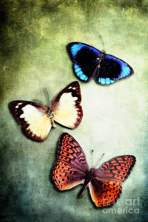 Butterfly Photograph - Delicate Specimens by Stephanie Frey