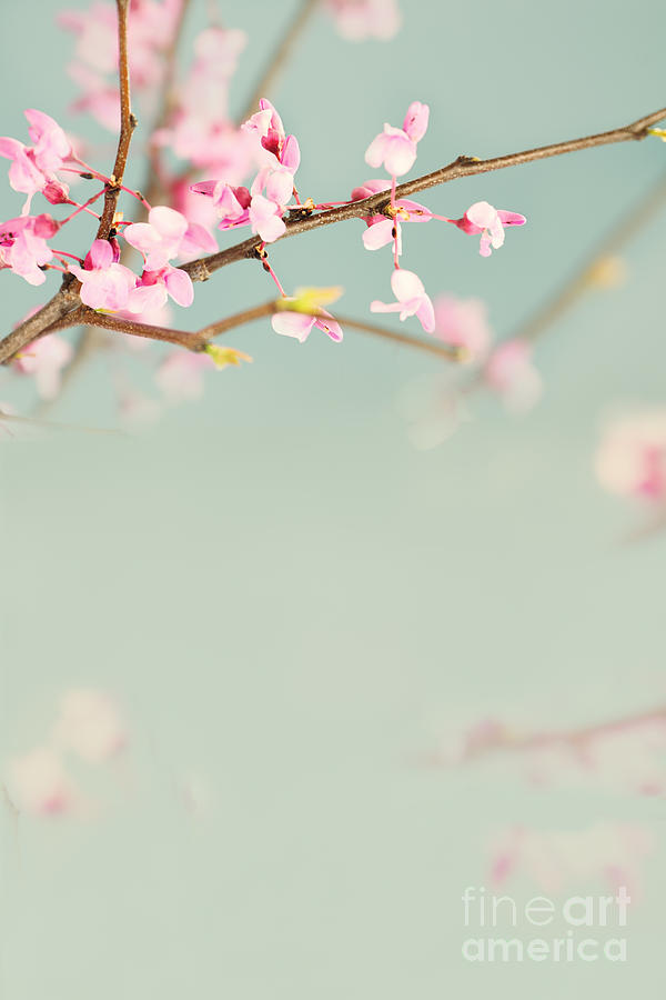 Delicate Spring Photograph by Stephanie Frey