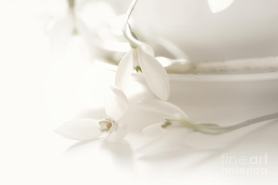 Delicate Spring Still Life With Delicate Snowdrops Photograph