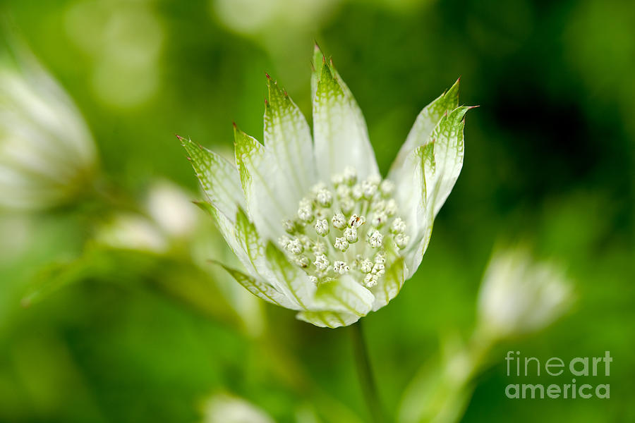 Flower Photograph - Delicate Spring Time Flower by Terry Elniski
