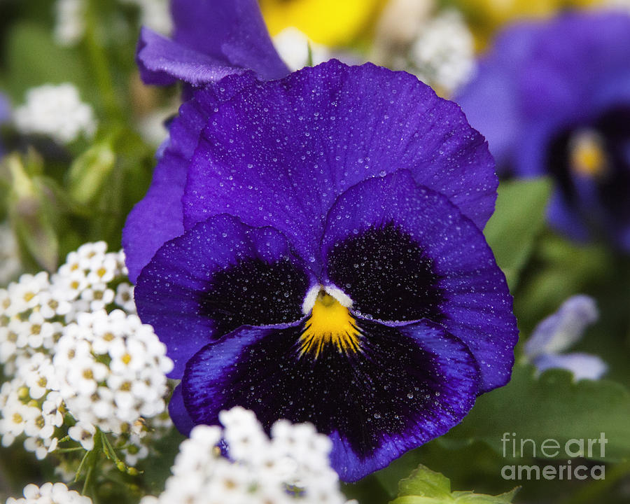 Delicate Spring Violet Pansy Flower With Water Drops Photograph by Jerry Cowart