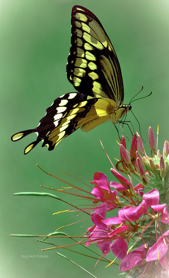 Delicate Swallowtail Photograph by DigiArt Diaries by Vicky B Fuller