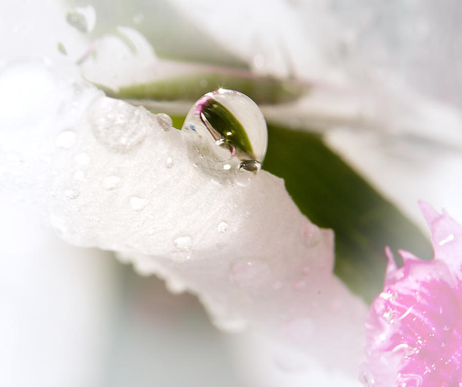Delicate Water Drop Photograph by Trudy Wilkerson