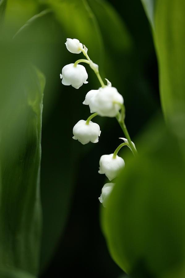 Delicate white flowers Photograph by Comstock