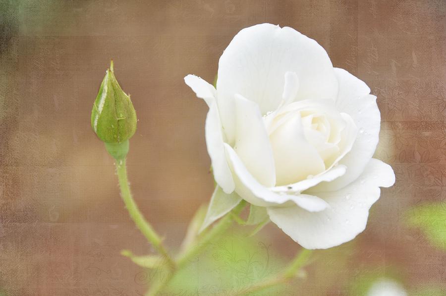 Garden Photograph - Delicate White by Jan Amiss Photography
