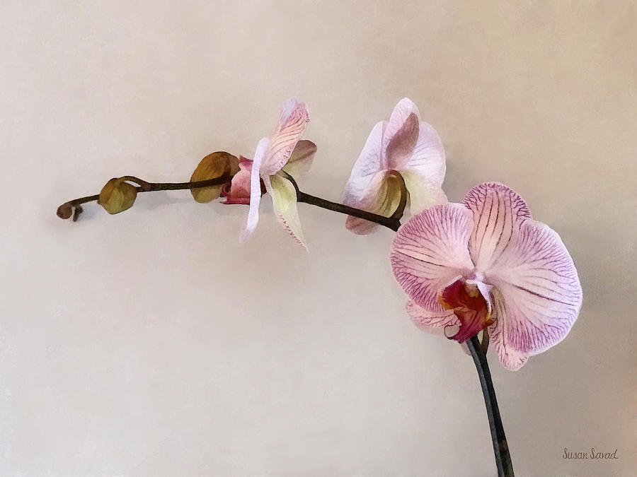 Orchid Photograph - Delicate Pink Phalaenopsis Orchids by Susan Savad