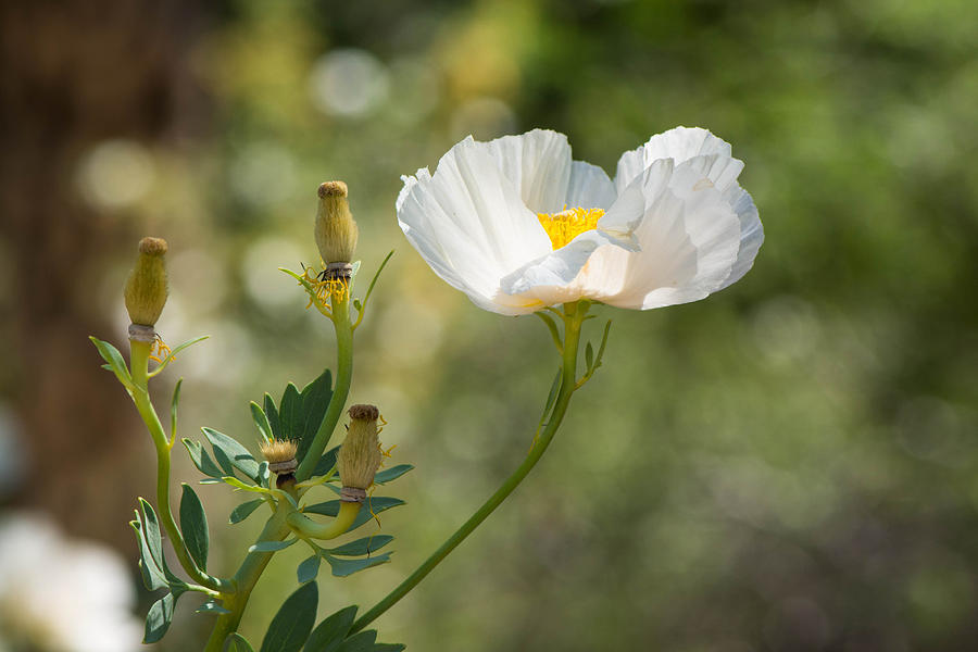 Delicate White Poppy Photograph by Michael Moriarty | Fine Art America