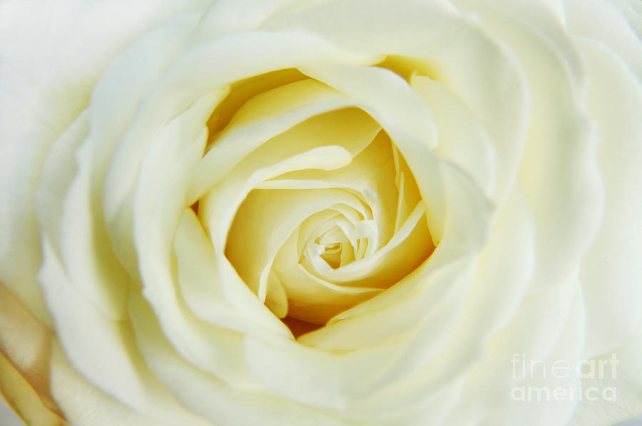 Delicate White Rose Photograph by Eden Baed