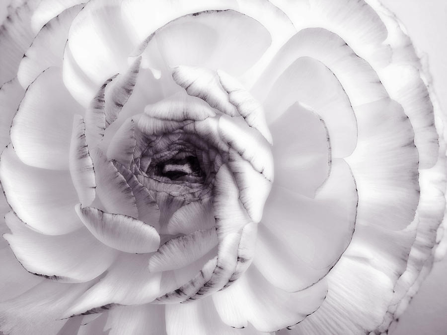Flower Photograph - Delicate - White Rose Flower Photograph by Nadja Drieling - Flower- Garden and Nature Photography - Art Shop