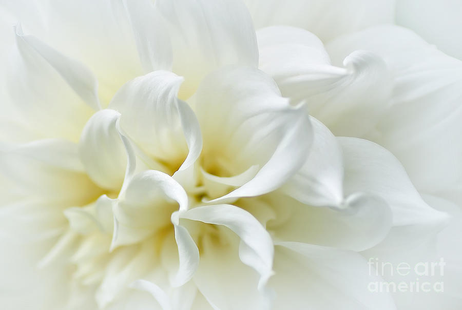 Delicate White Softness Photograph