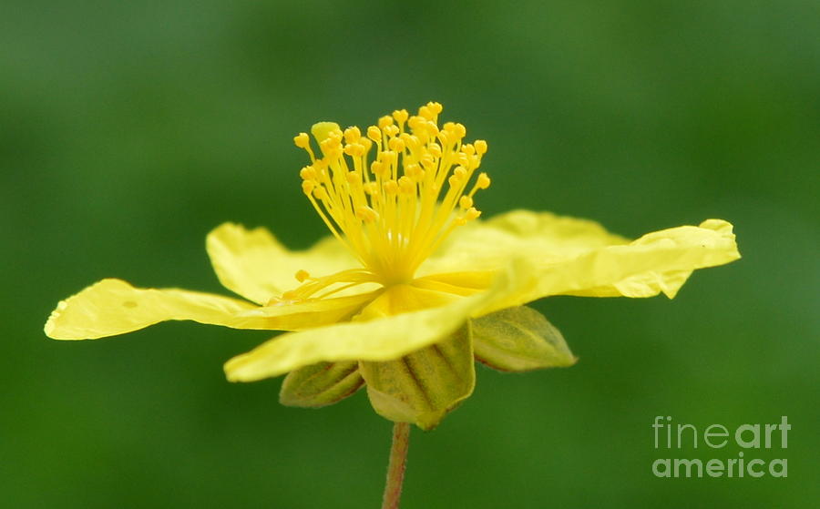 Delicate Wild Rockrose Photograph by Karen Buttery - Fine Art America