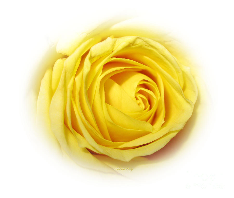 Delicate Yellow Rose in White Photograph by Oksana Semenchenko