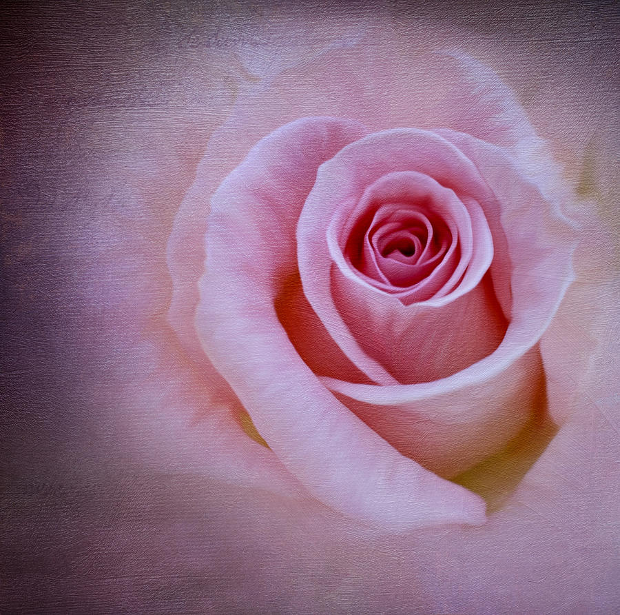 Nature Photograph - Delicately Pink by Ivelina G