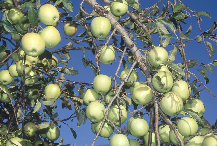 Delicious Apples Photograph by Bonnie Sue Rauch