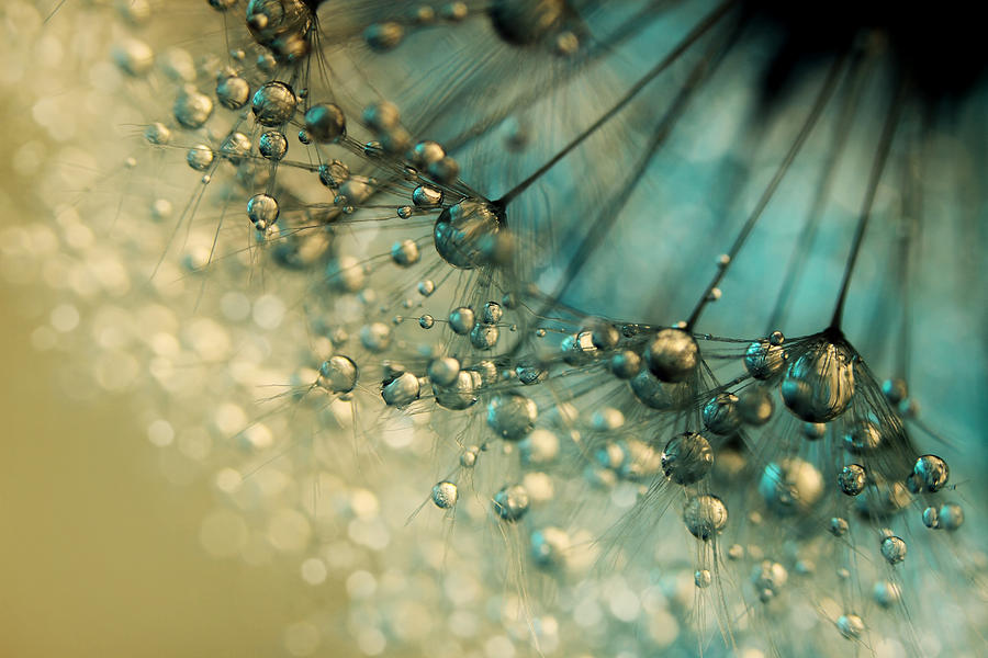 Delicious Dandy Drops by Sharon Johnstone Delicious Dandy Drops by Sharon Johnstone