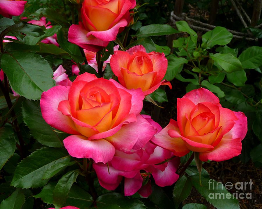 Delicious Summer Roses Photograph by Richard Donin - Fine Art America